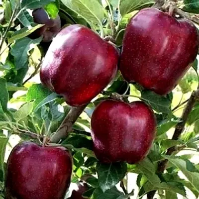 Яблоня РЕД ЧИФ в Раменском