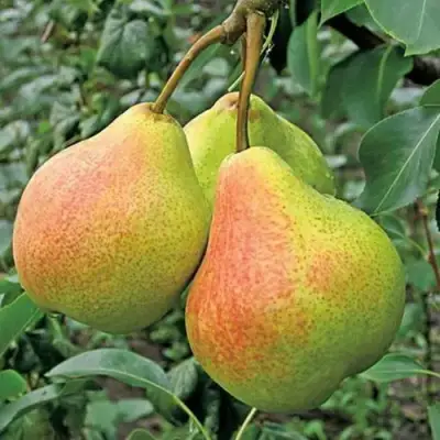 Груша АЛЁНУШКА в Раменском