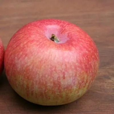 Яблоня КОНФЕТНОЕ в Раменском