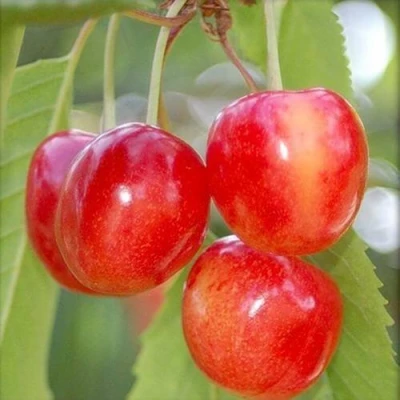 саженцы черешни Медуница