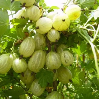 Крыжовник ИНВИКТА в Раменском