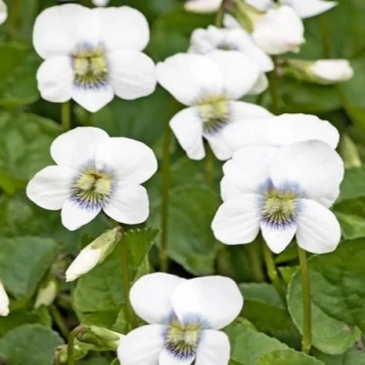 Фиалка АЛЬБИФЛОРА сестринская в Раменском