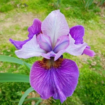 Ирис ЛАЙТ ОВ ХАРТ сибирский в Раменском