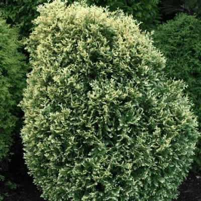 Туя ЛИТОМИШИЛ западная в Раменском