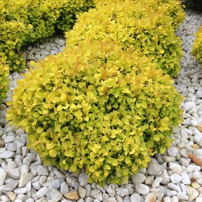 Барбарис БОНАНЗА ГОЛД тунберга в Раменском