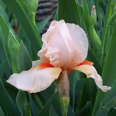 Ирис ПАТИ ДРЕСС бородатый в Раменском