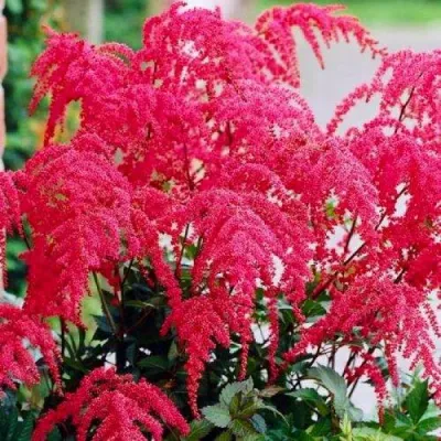 Астильба РЕД ЧАРМ Арендса в Раменском