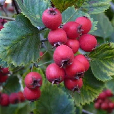 Боярышник АРНОЛЬДА в Раменском