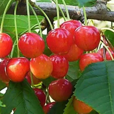 Черешня ДОНЧАНКА в Раменском