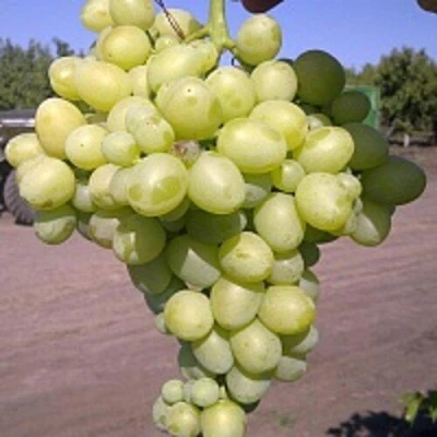 Виноград АРКАДИЯ в Раменском