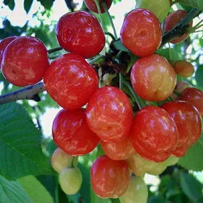 Черешня КРАСАВИЦА в Раменском