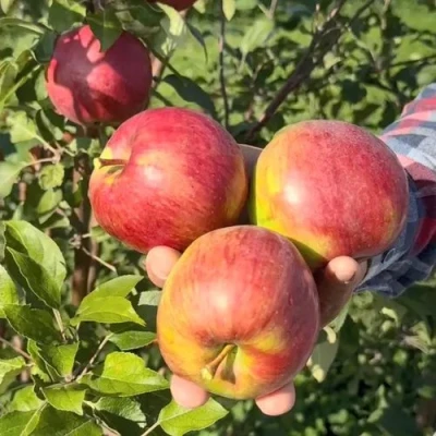 Яблоня ПОСПЕХ в Раменском