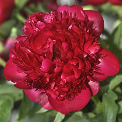 Пион КРИСМАС ВЕЛВЕТ травянистый в Раменском