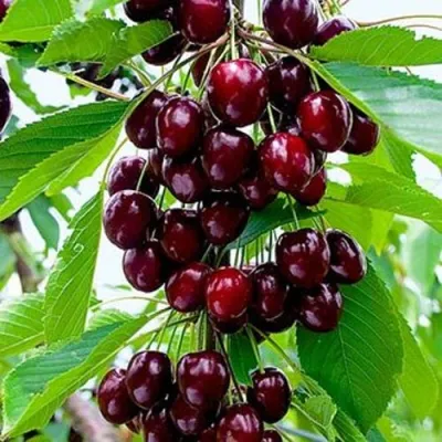 Черешня ОЛЕНЬКА в Раменском