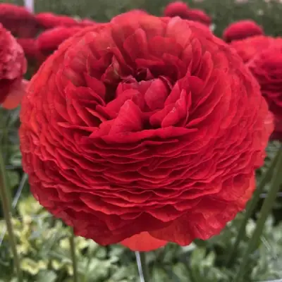Ранункулюс ГЕТ ЛАКИ романс в Раменском