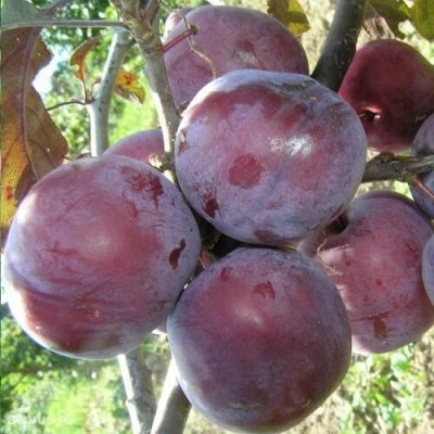 Слива ЛАМА в Раменском