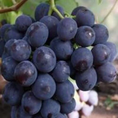 виноград Рошфор