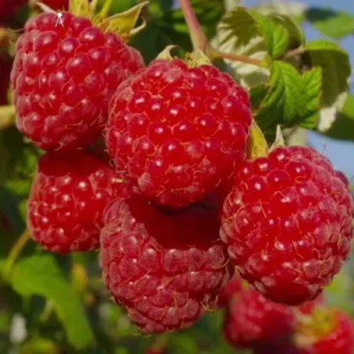 Малина ЭЛЕГАНТНАЯ в Раменском