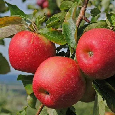 Яблоня ГАЛА МАСТ в Раменском
