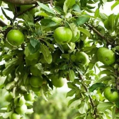 Яблоня ГРЕННИ СМИТ в Раменском