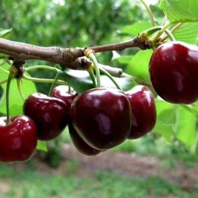 Вишня МОРОЗОВКА в Раменском