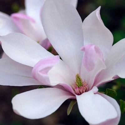 Магнолия ПИНКИ в Раменском