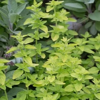 Душица ТАМБЛС ВАРИЕТИ обыкновенная в Раменском