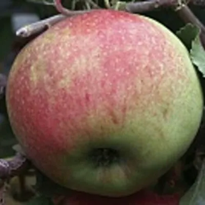 Яблоня СОКОЛОВСКОЕ стелющаяся в Раменском