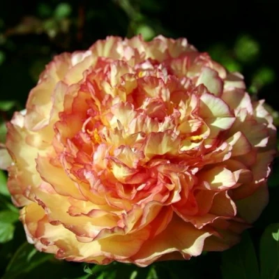 Пион ЗОЛОТАЯ РОССЫПЬ древовидный в Раменском