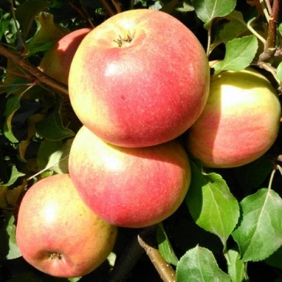 Яблоня ЭМБАССИ в Раменском