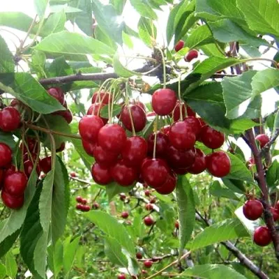 Вишня ТУРГЕНЕВКА в Раменском