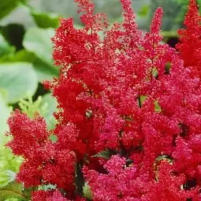 Астильба ЭТНА Арендса в Раменском