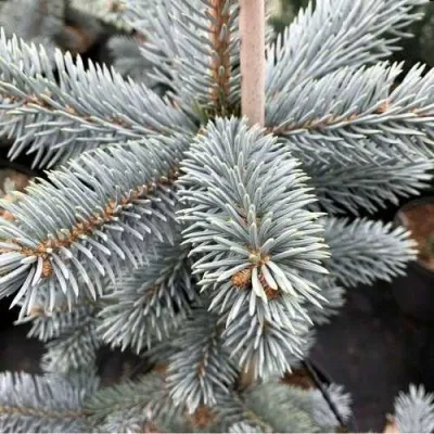 Ель РОЯЛ БЛЮ колючая  в Раменском