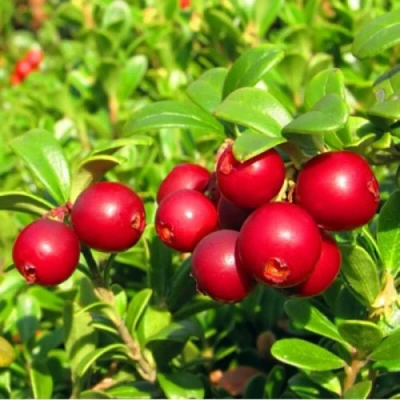 Брусника садовая РЕД ПЕРЛ в Раменском