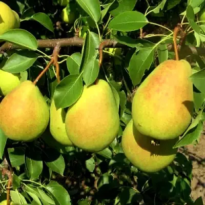 Груша ФЛЕЙТА в Раменском