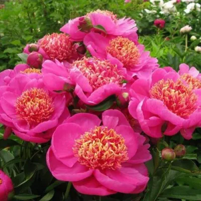 Пион ДОРИН травянистый в Раменском