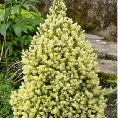 Ель МАЙГОЛД колючая в Раменском