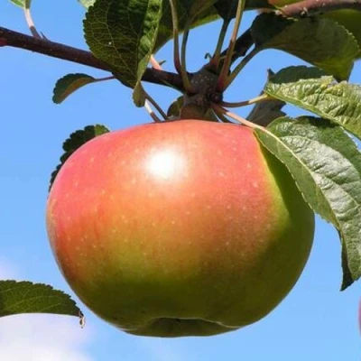 Яблоня ВЕРБНОЕ в Раменском