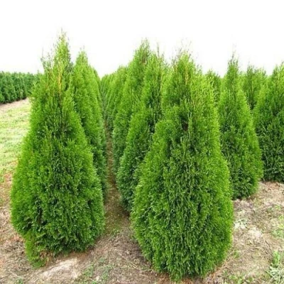 Туя СМАРАГД западная в Раменском