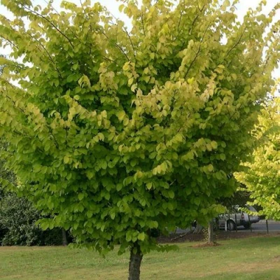 Вяз обыкновенный в Раменском