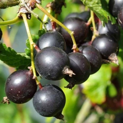 ЙОШТА в Раменском