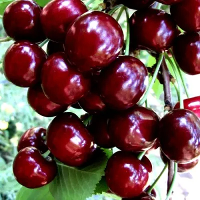 Черешня ОЛЕНЬКА в Раменском