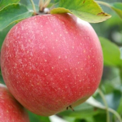 Яблоня ЧЕМПИОН в Раменском