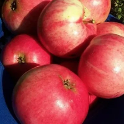 Яблоня СУЙСЛЕПСКОЕ (МАЛИНОВКА) в Раменском