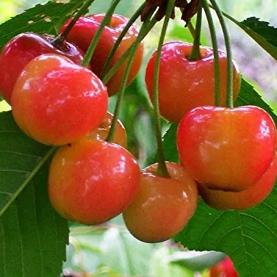 Черешня КРАСАВИЦА в Раменском