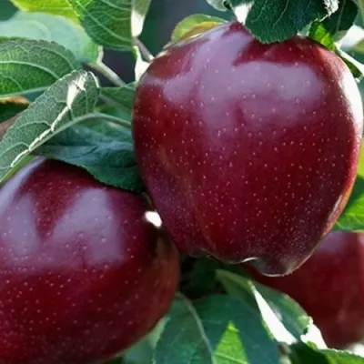 Яблоня РЕД ЧИФ в Раменском