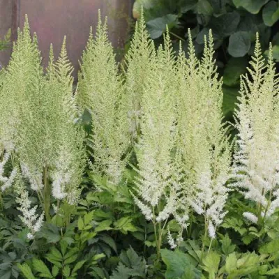 Астильба ДИАМАНТ Арендса в Раменском