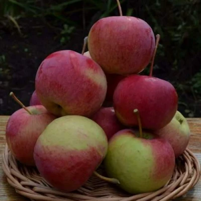 Яблоня РОДНИКОВАЯ в Раменском