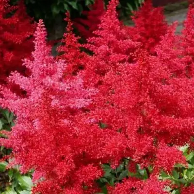 Астильба ЭТНА Арендса в Раменском