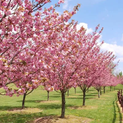 Сакура КАНЗАН в Раменском